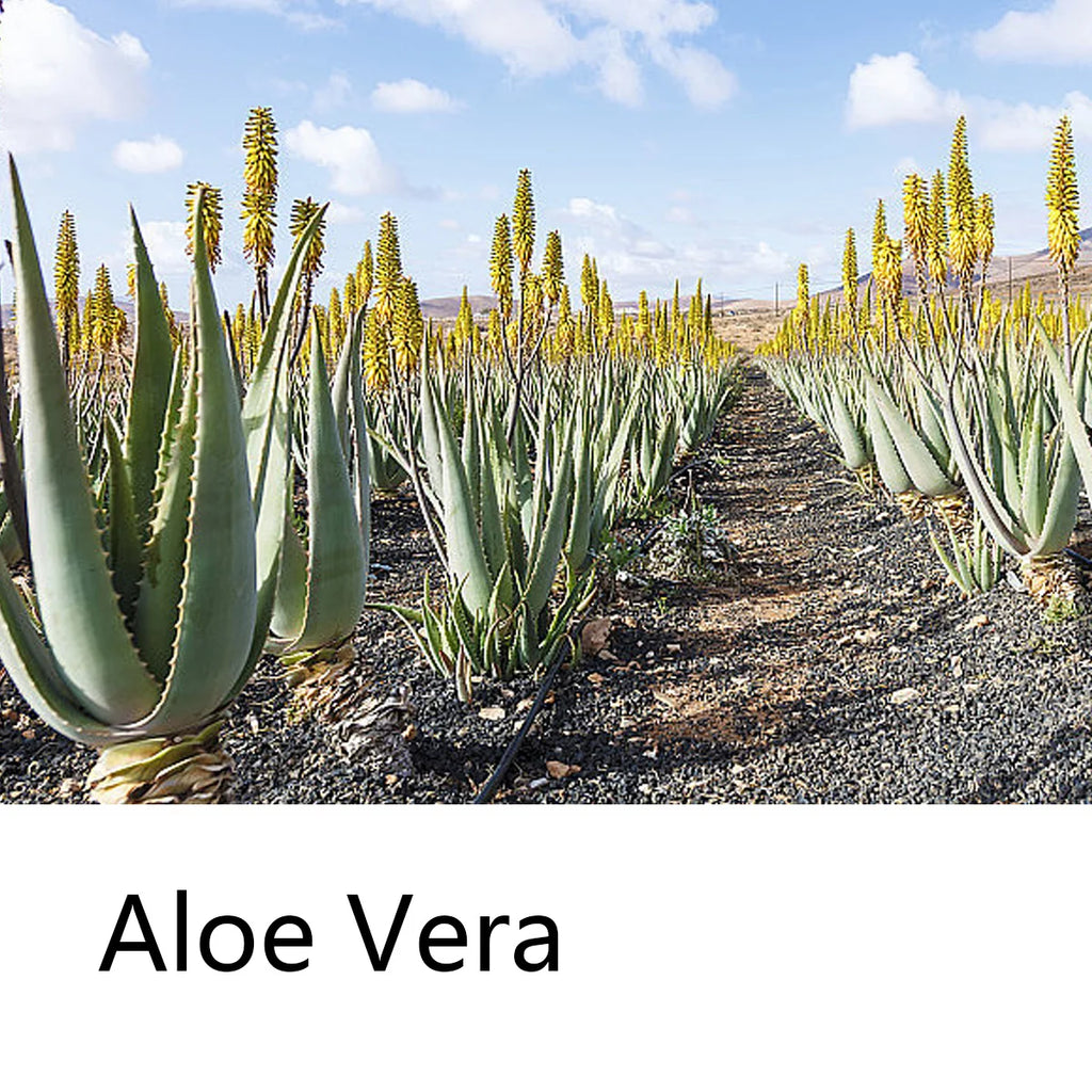 Aloe Vera Moisturizing Shampoo Bar, Plant Extract Essence Deep Cleansing Shampoo and Hair Care Soap